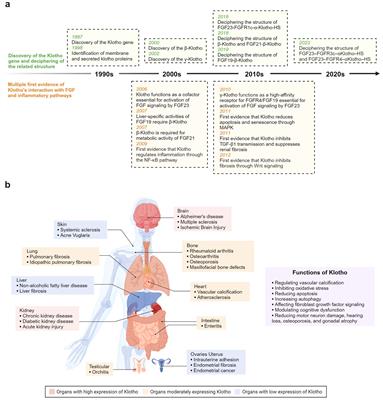 New insights into the role of Klotho in inflammation and fibrosis: molecular and cellular mechanisms